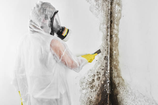 Mold Removal Process in Larchmont, NY
