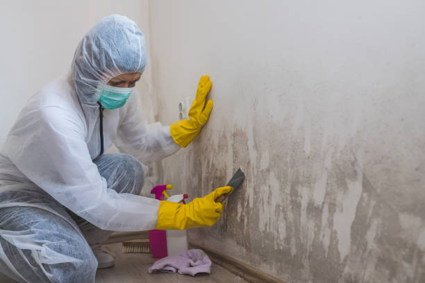 Best Crawl Space Mold Removal  in Larchmont, NY
