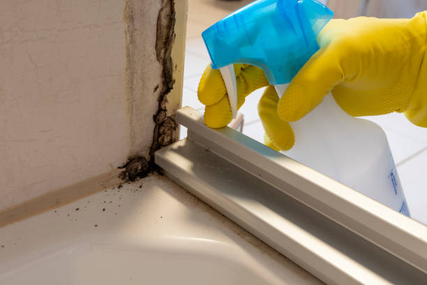 Best Affordable Mold Removal  in Larchmont, NY