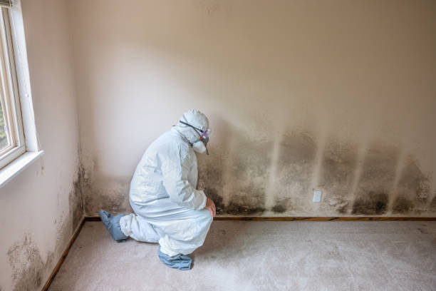 Best Office Mold Removal Services  in Larchmont, NY