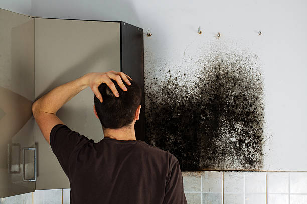 Mold Removal and Inspection in Larchmont, NY